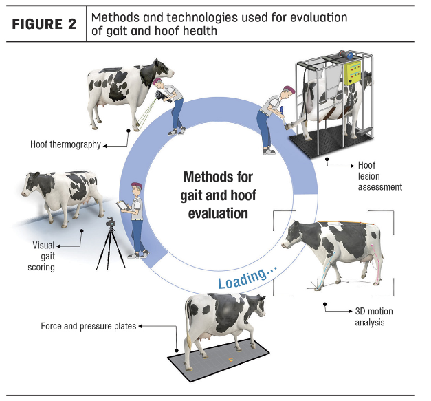 Au-delà de la stalle : Impact de l’accès partiel à l’extérieur sur la démarche et la santé des onglons des vaches limitées dans leurs mouvements